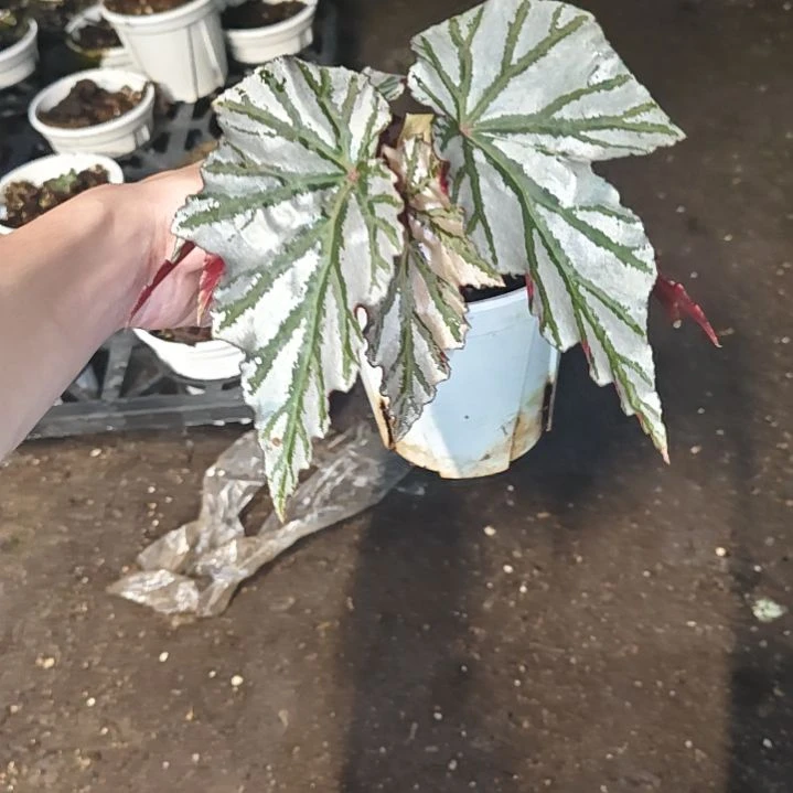 海威秋海棠一物一拍