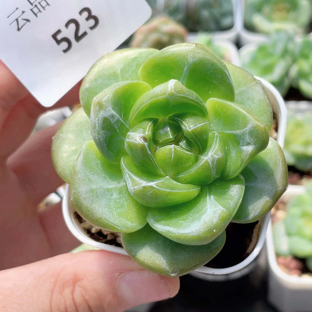 523号糖心冰心珍妮