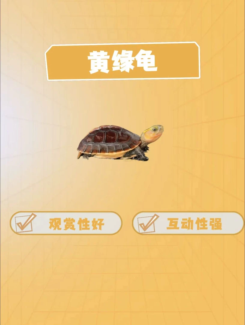 黄缘龟苗  黄缘龟   红大米臻选