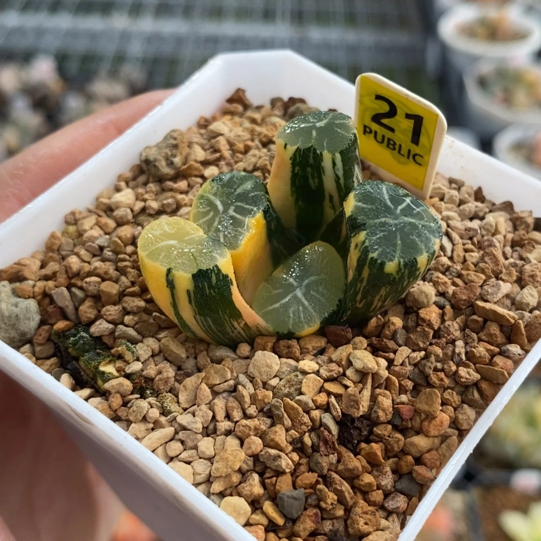 21白妙万象锦一物一图