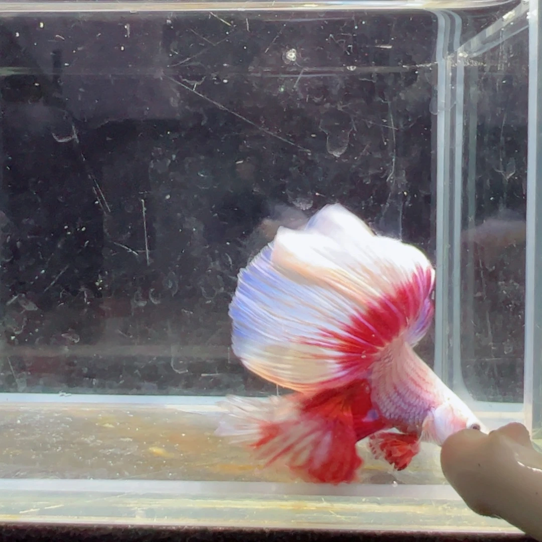 斗鱼浅色仙仙裙特殊尾