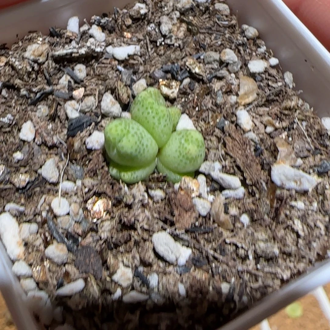 肉锥多肉植物百科-草莓斑马1557