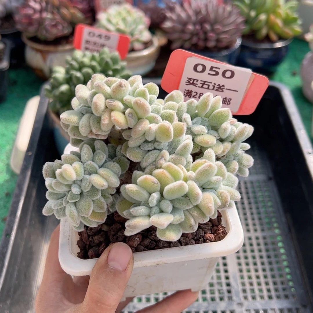 表妹精品多肉植物050.