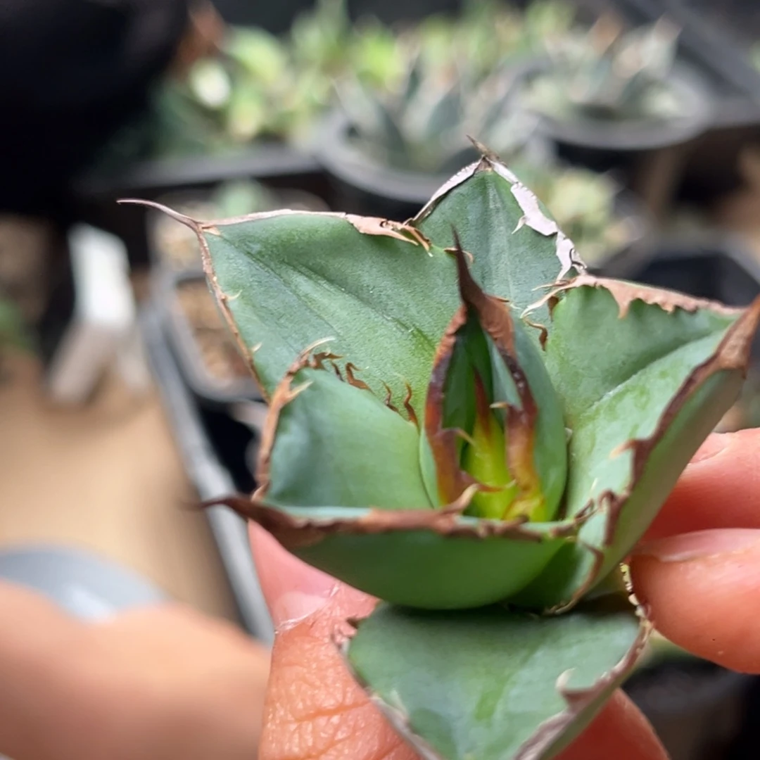 玉***清龙舌兰仁王冠优选顶芽