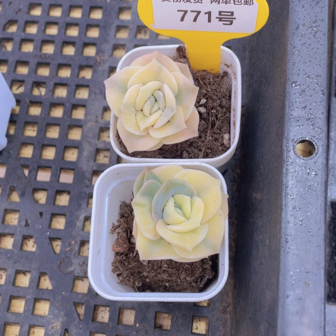 771号 精品可爱玫瑰锦一个