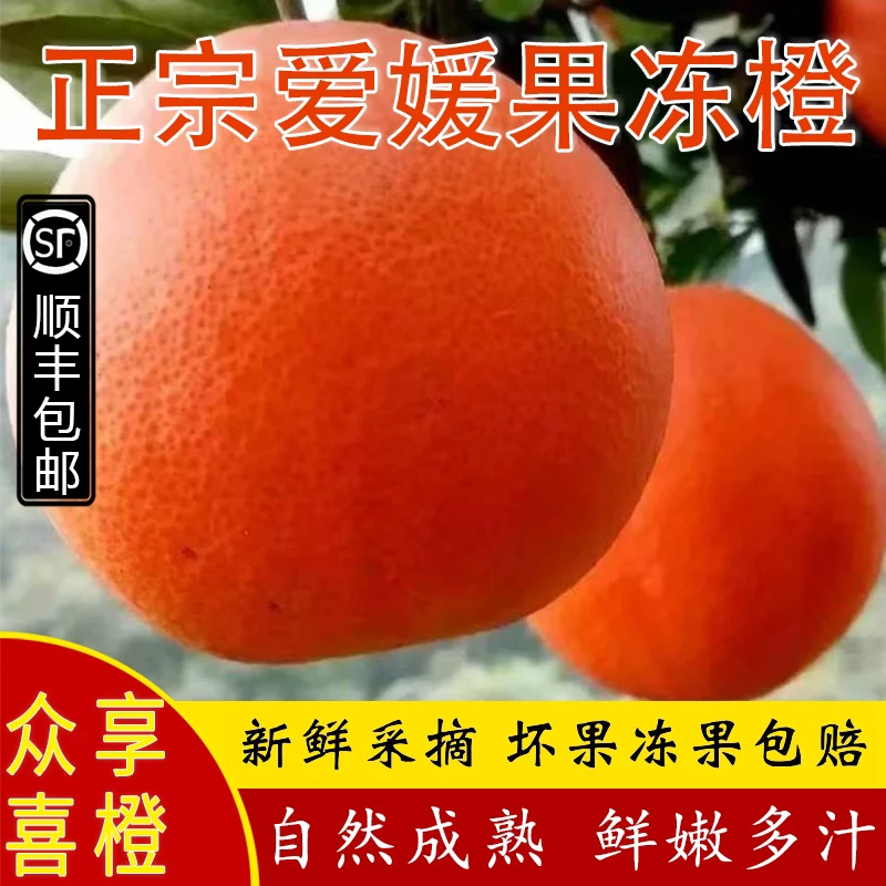 正宗四川丹棱爱媛38号果冻橙红美人柑橘新鲜水果橙子整箱5斤/10斤