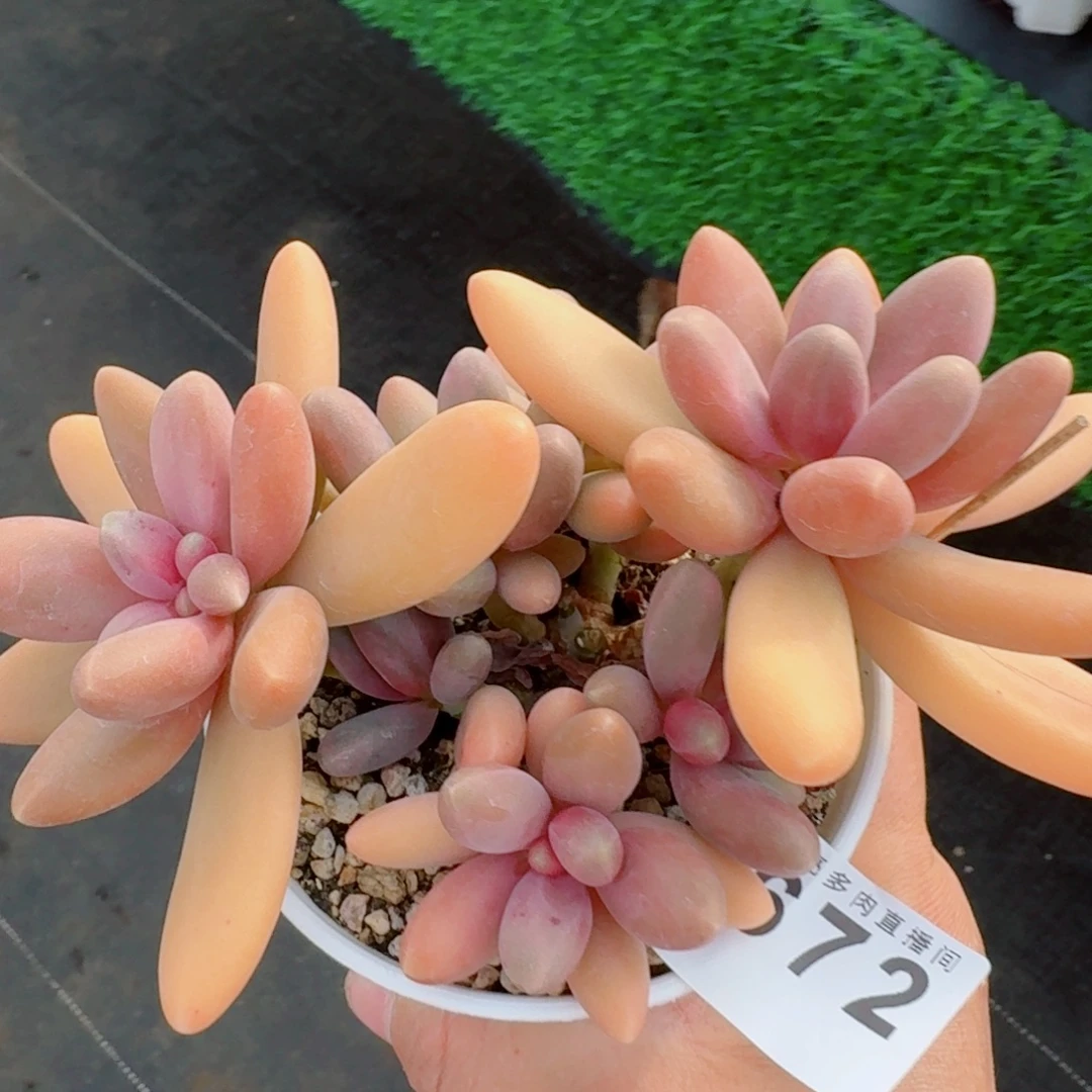 糖果群生      愿你一路坦途，乘风破浪展宏图