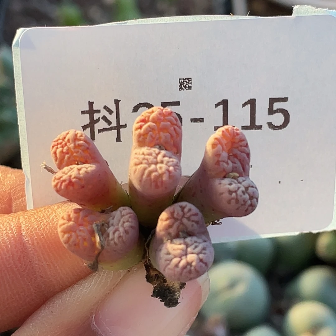 25-115鸟哈尼多肉植物