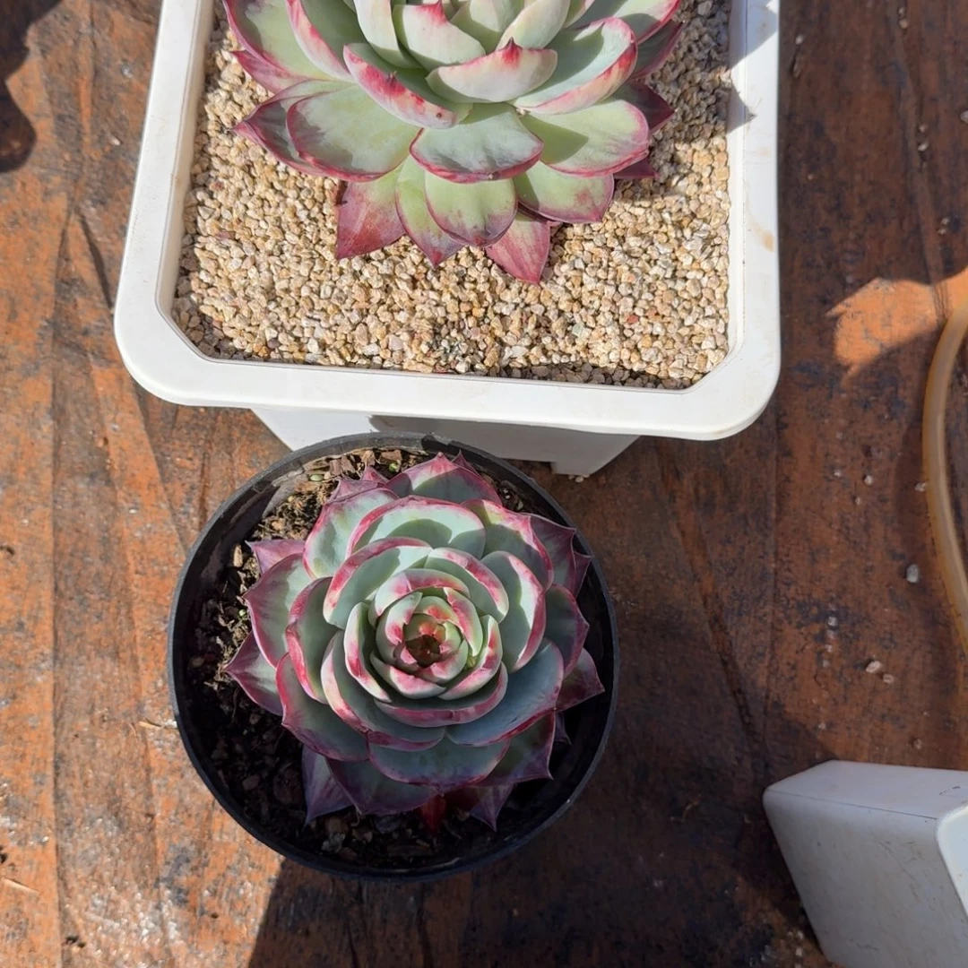 张***）无花朵肉肉肉肉肉肉肉肉肉