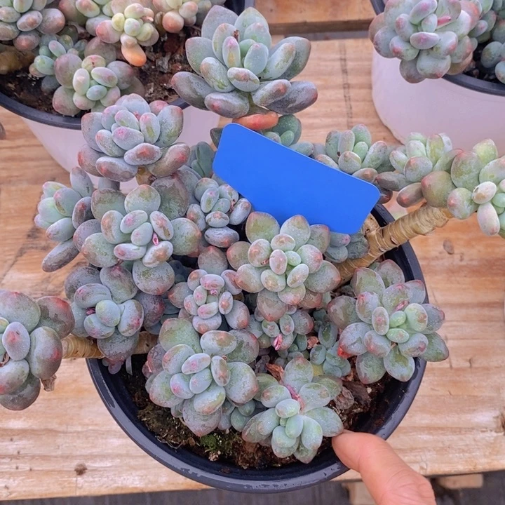 多肉植物,开心多肉