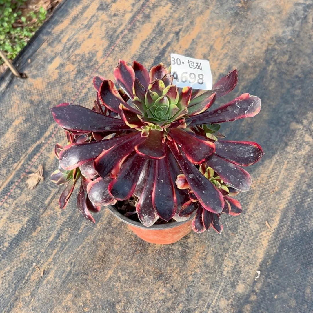 原****?698 多肉侧枝不包