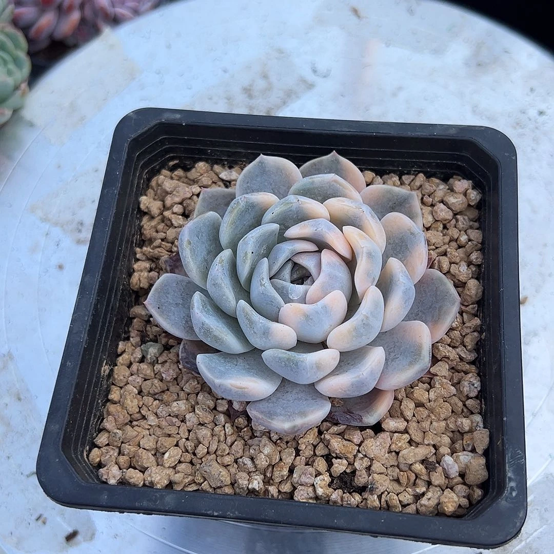 阴阳花脸汉堡锦，，，，，，，，