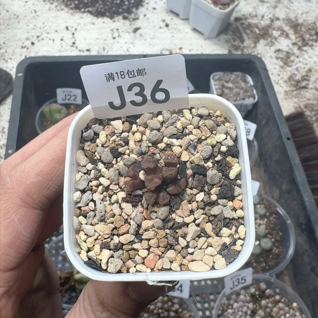 洛*J36 火柴头一盒