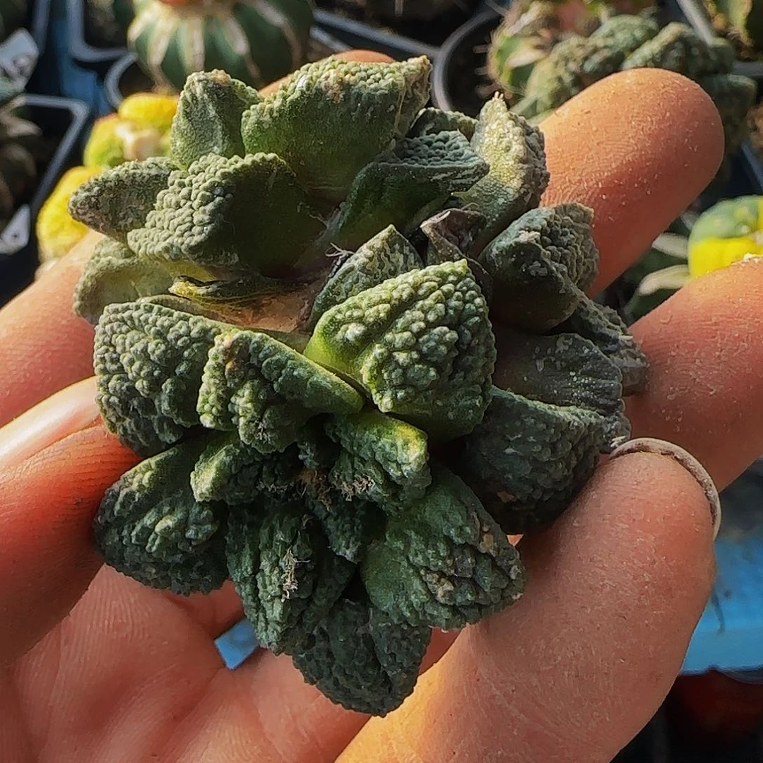 三头辛顿223刚出根的