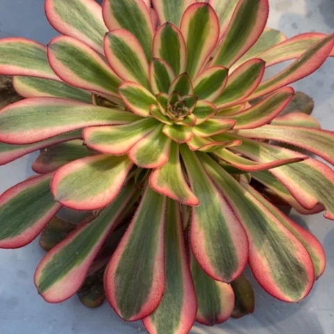 第**称919初恋满25包邮多肉