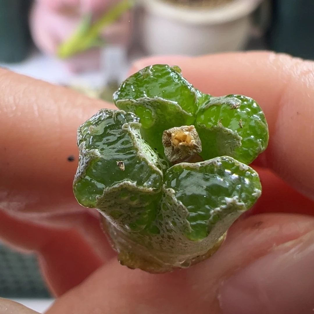 1801/江南超蝶。大尺寸。福利