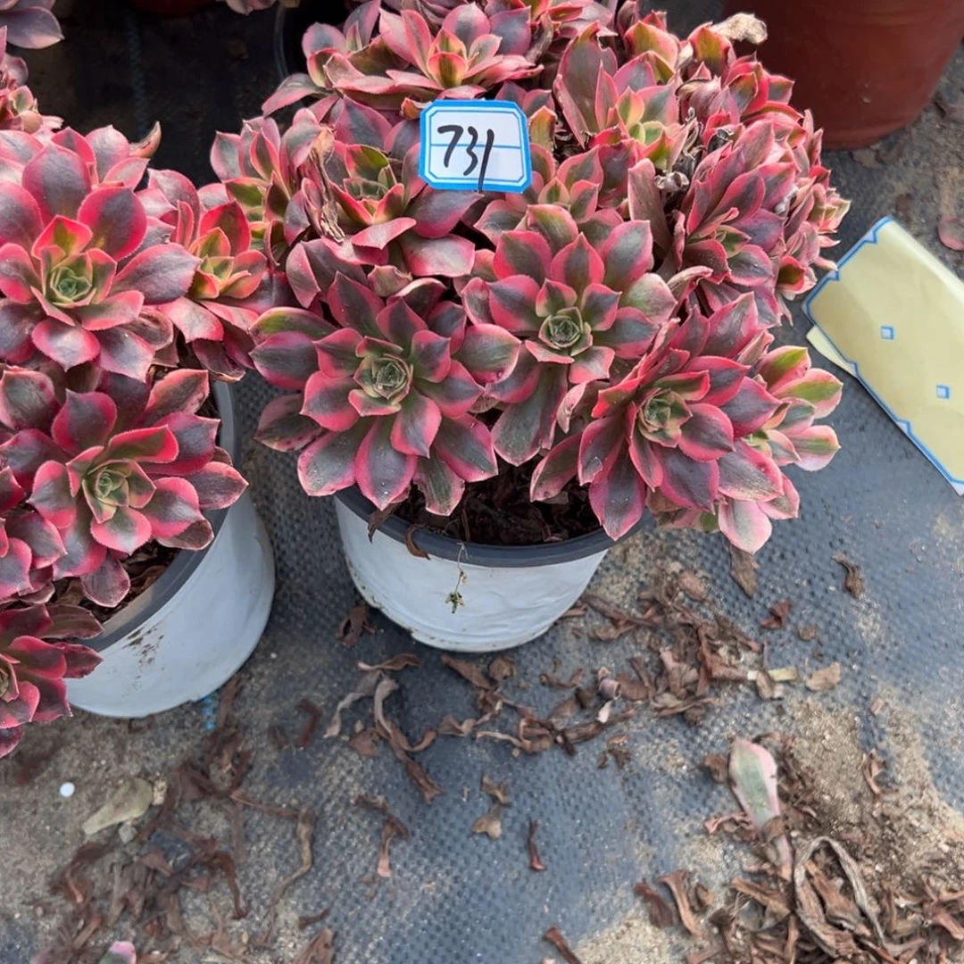 731女妖多肉植物法师