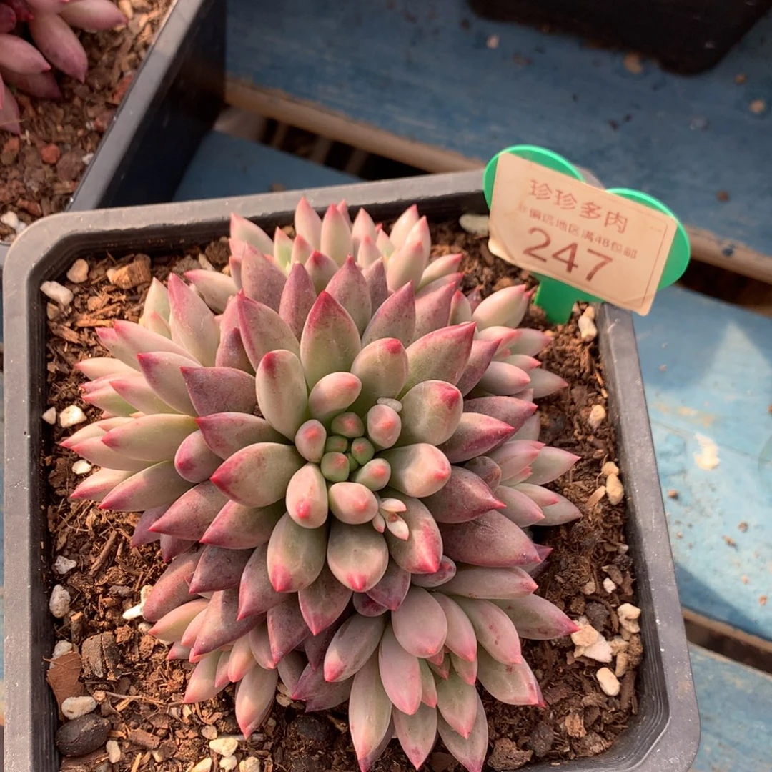 车厘子无砍捧花247