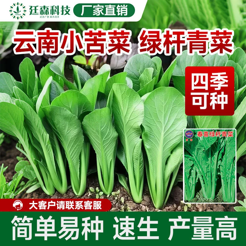 云南特色小苦菜种子四季播种早熟绿杆青菜种子蔬菜青菜苦菜种子