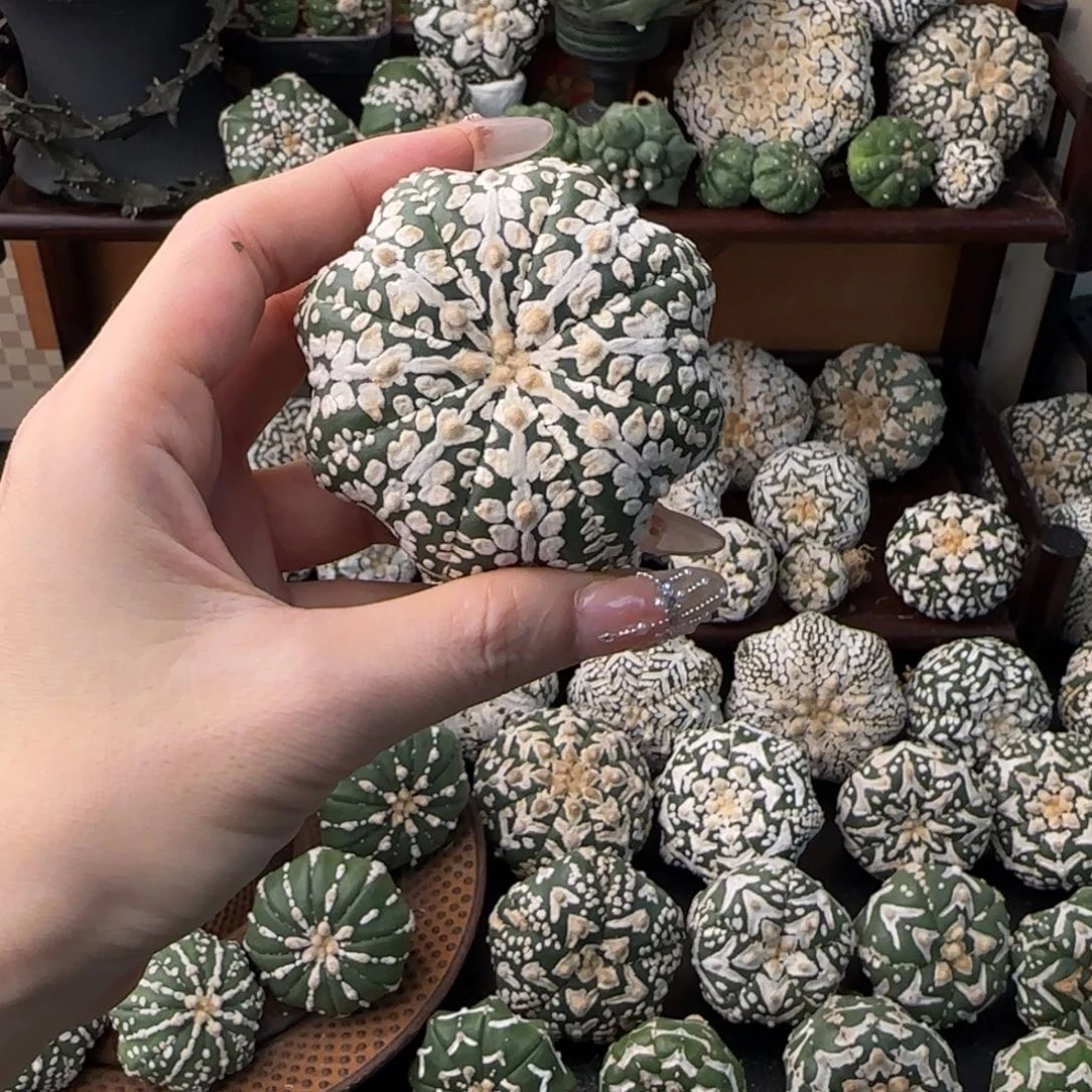 杨***，专拍福利特价不退换