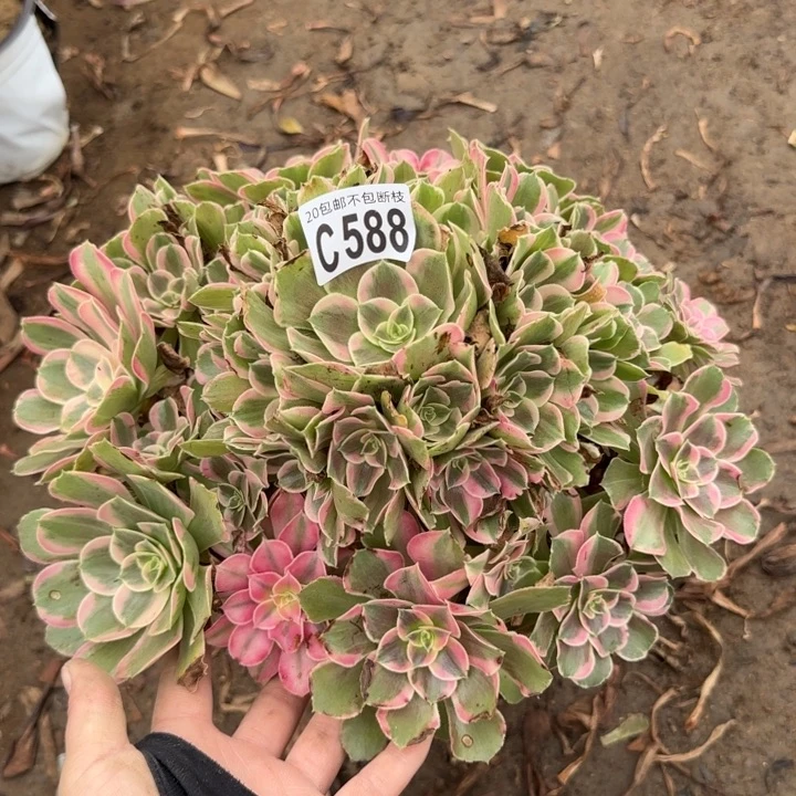 男神……多肉植物……