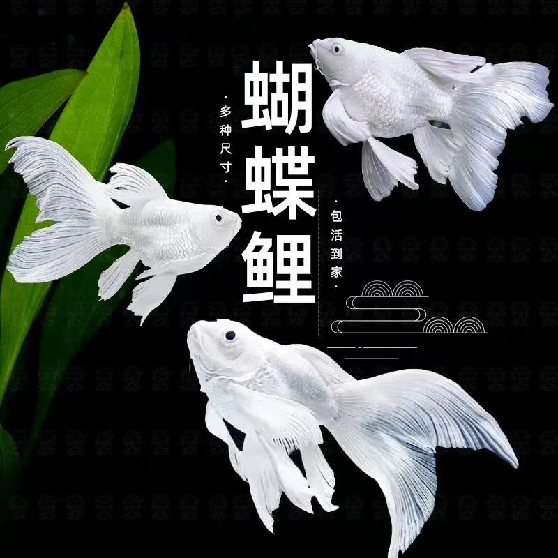 纯种蝴蝶鲤球体短身观赏鱼苗好养耐活冷水淡水鱼苗