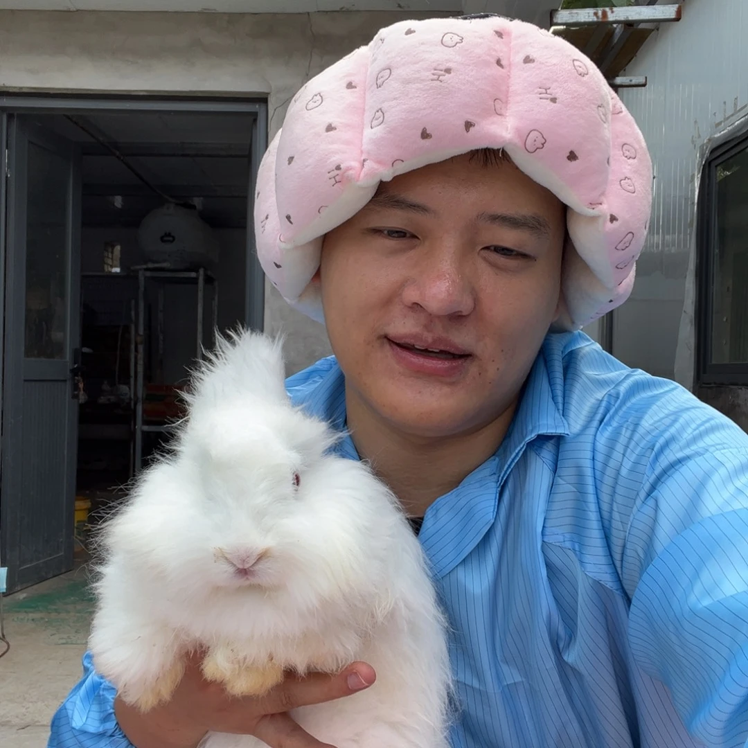 双血统英系安哥拉兔子