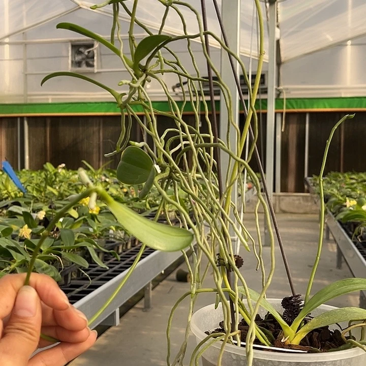 当前无花栽培后可以开花4.5寸杯波古拉兄弟交5个高芽