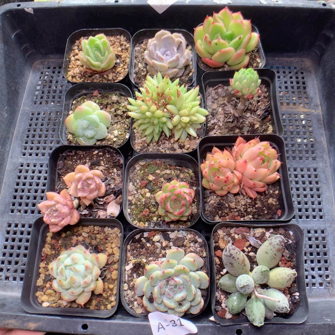 无花朵A31英语英语英语英语英语英语