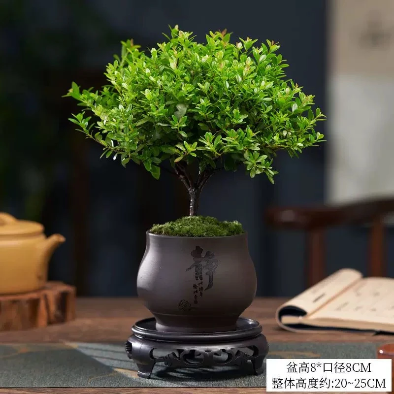小叶赤楠老桩盆景苗植物花卉微景观办公室好养盆栽茶台绿植室内