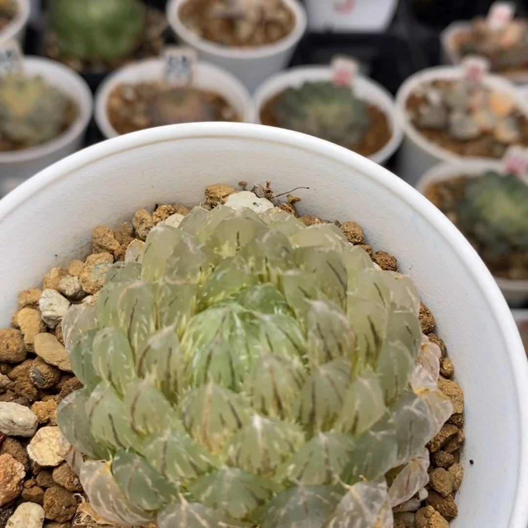 59翠云玉露多肉植物盆栽
