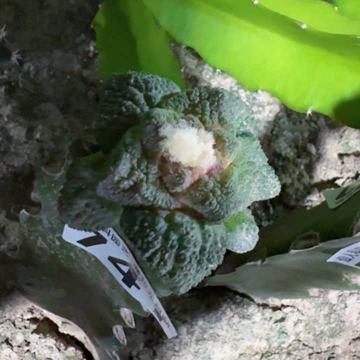 741菜花牡丹仙人球