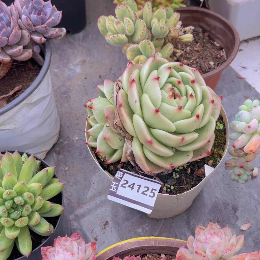 蓝龙杂多肉植物24125