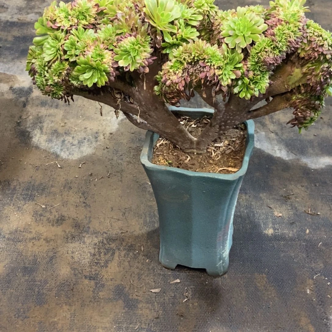 *****嘉年华朵朵缀发货