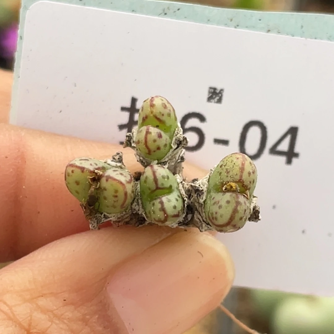 6-4小t多肉植物肉锥