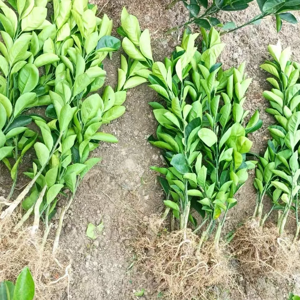 江西赣州产地发货纽荷尔黄肉脐橙苗，赣南脐橙一年裸根苗（小一些）