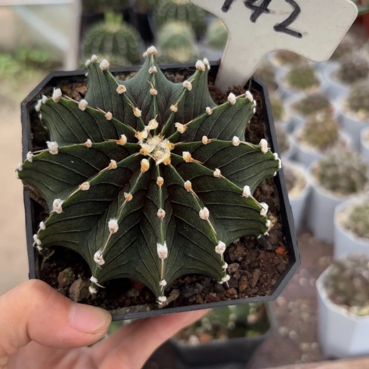 文***越942实生肋骨皮实好养