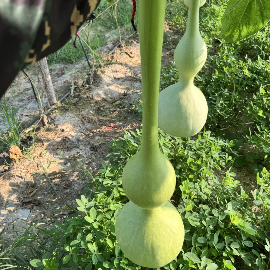 特大长嘴八宝，尺寸：1.2米，想要种子速来抢购文玩