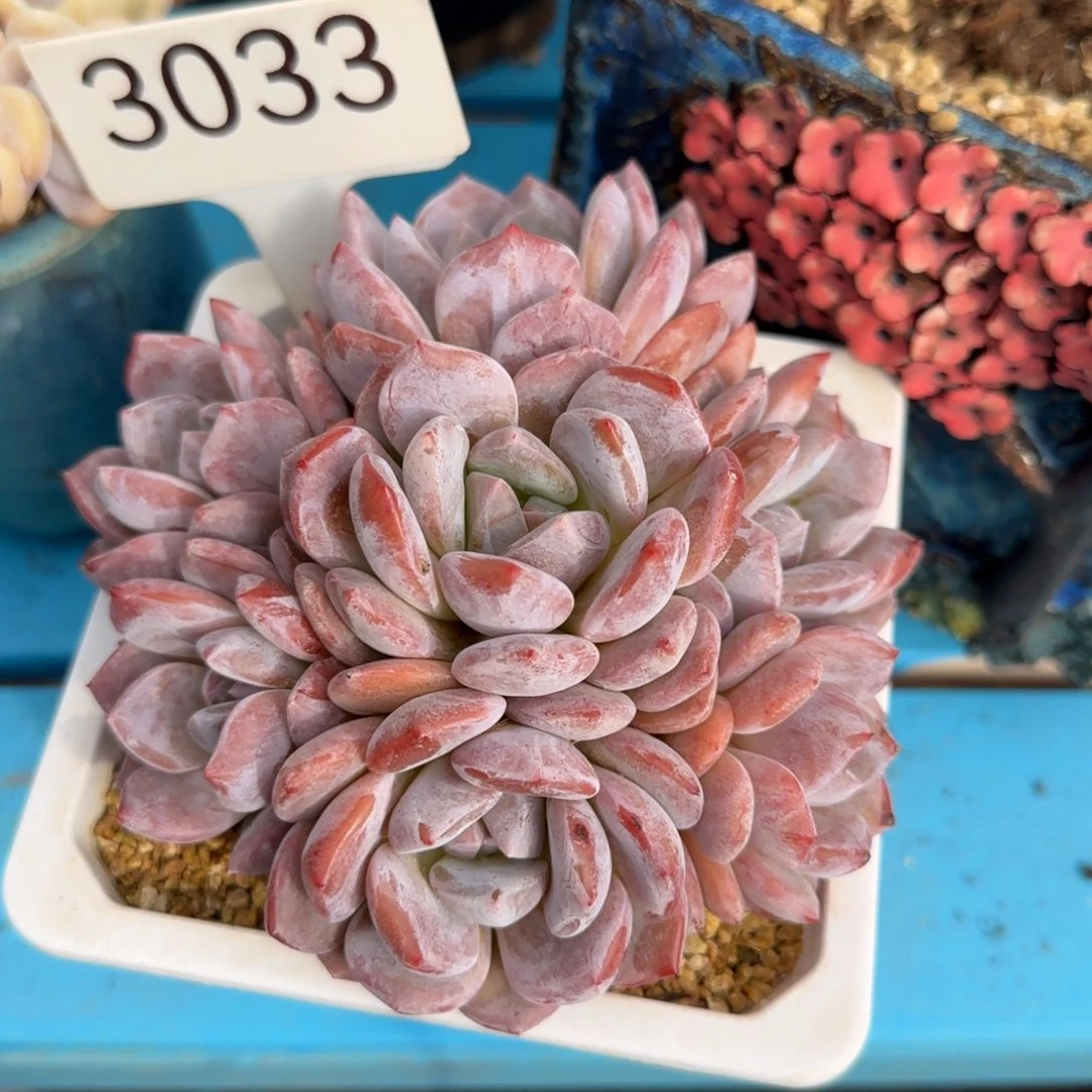 橙***ᐝ3033。     星影。