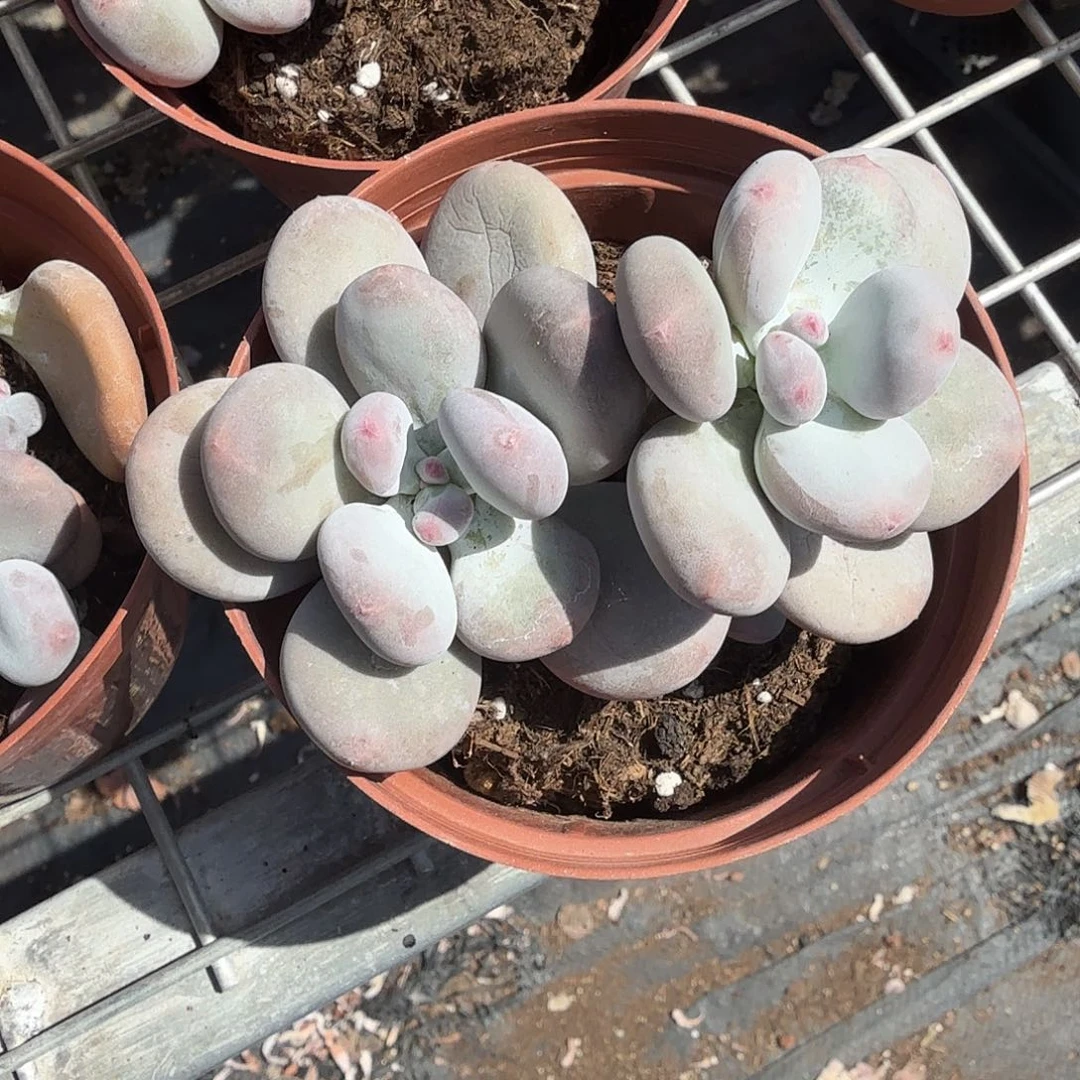 大爷奶酪多肉植物