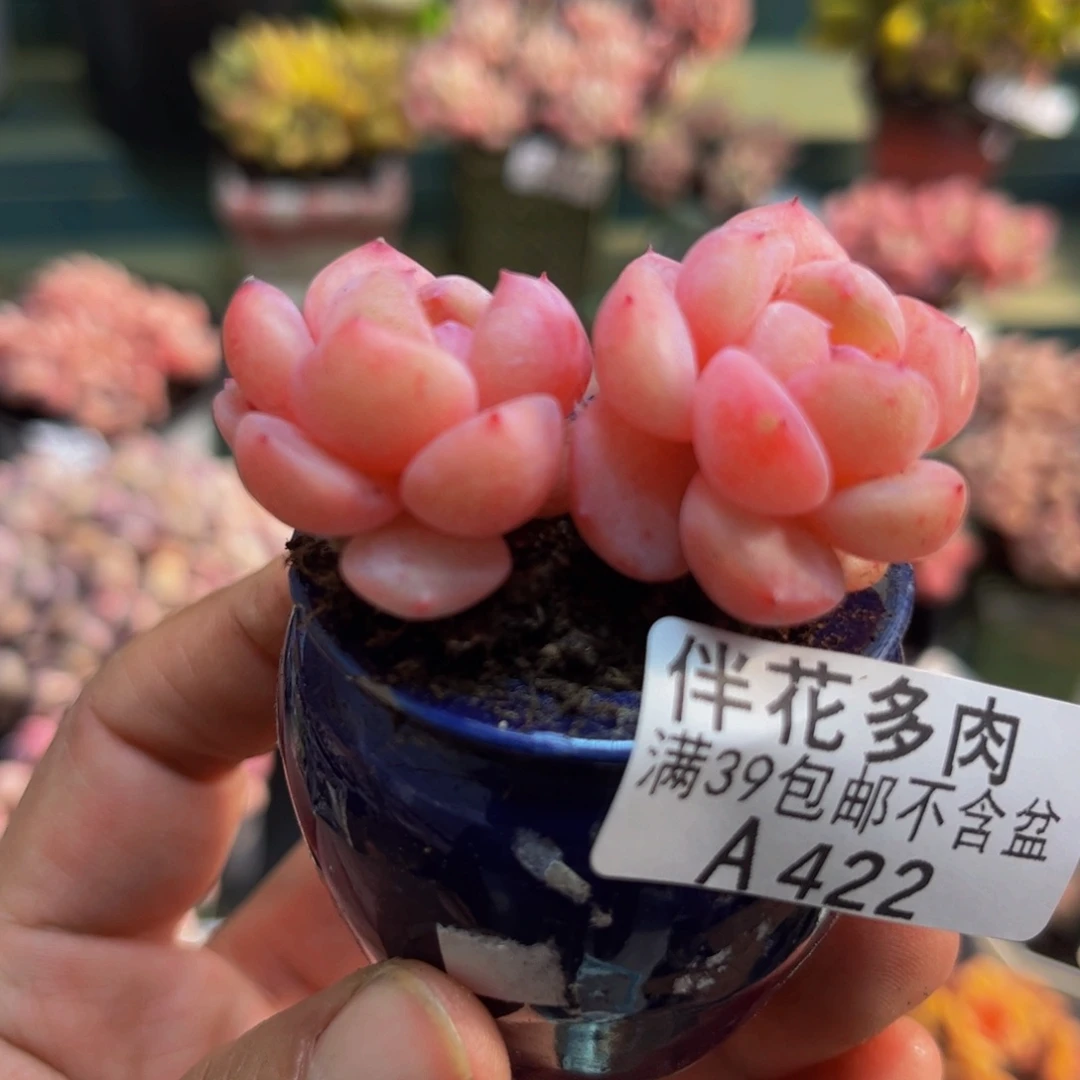 422多肉5cm多肉植物