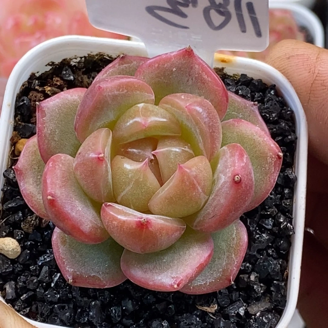天官赐福百无禁忌