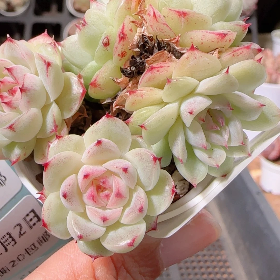 花语多肉1202-177散