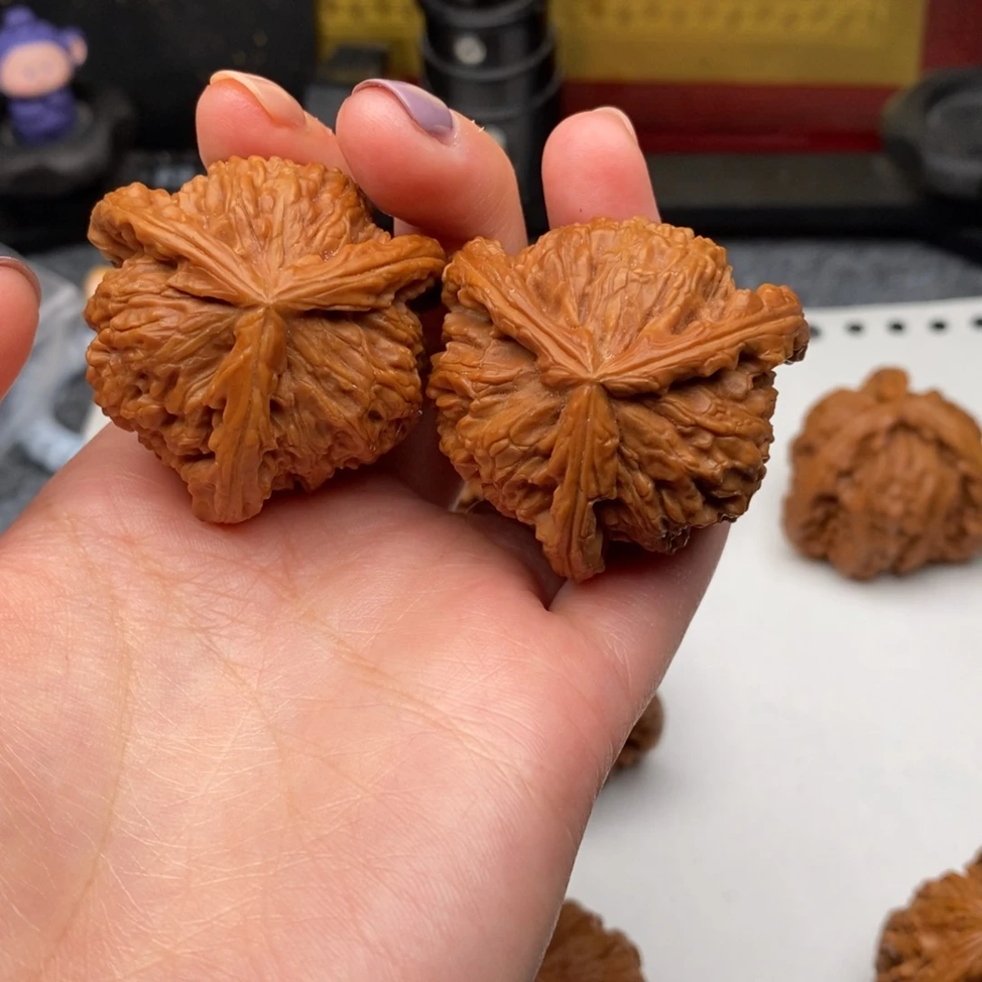 J****3白狮子1111111