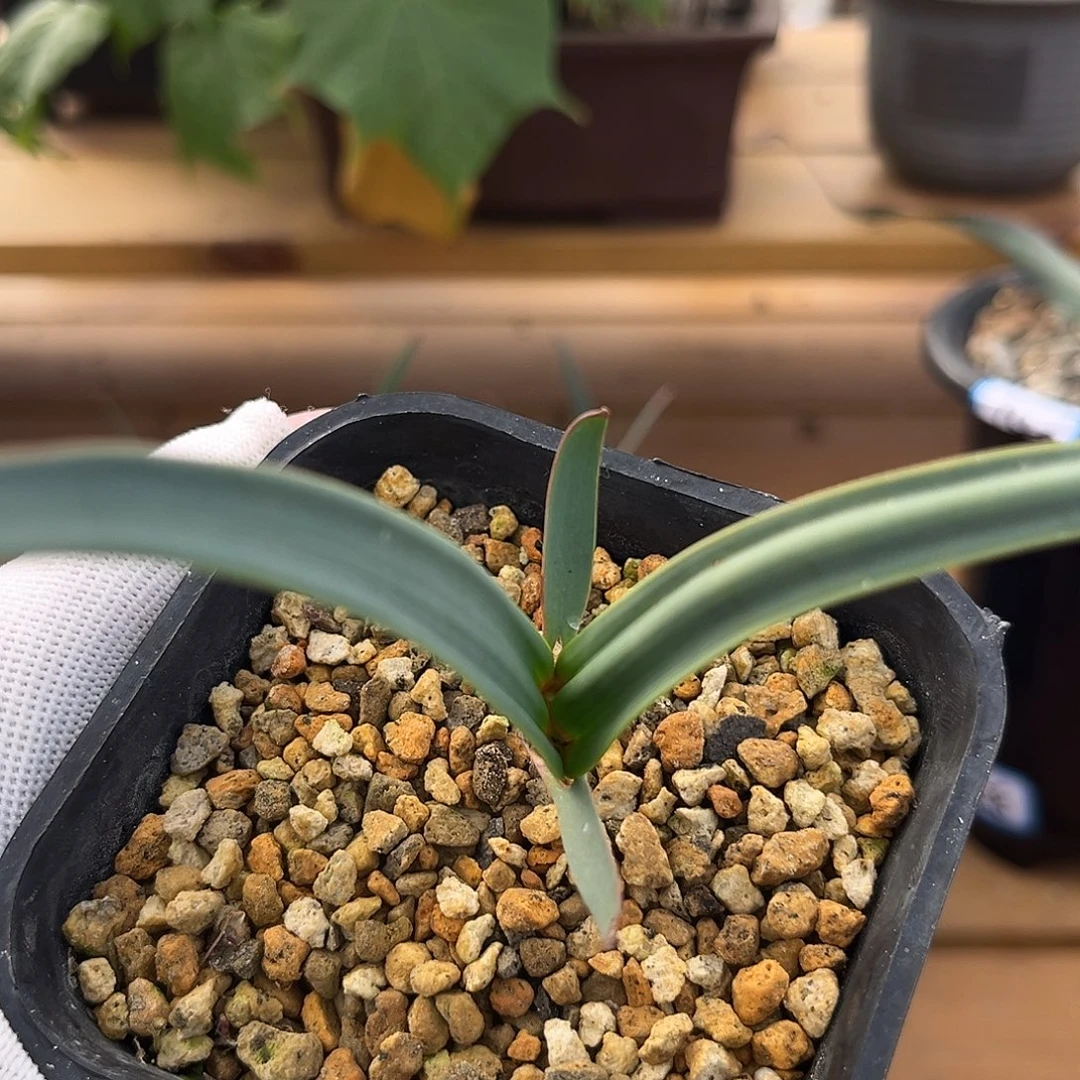 汤圆植物百岁兰3哈