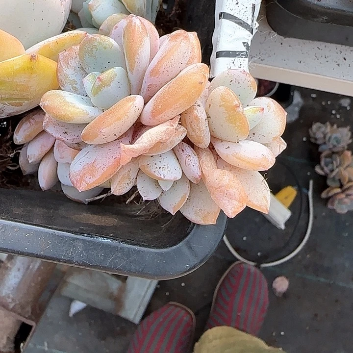 心****师青蛙王子儿童牙膏111