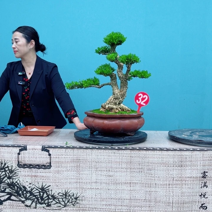 无花朵雀舌黄杨盆景