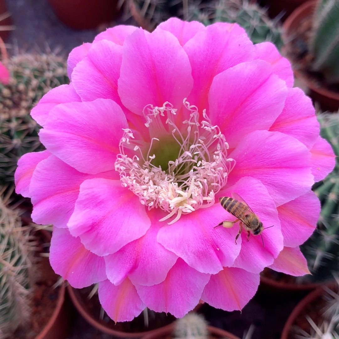 6012实生彩草10公分杯