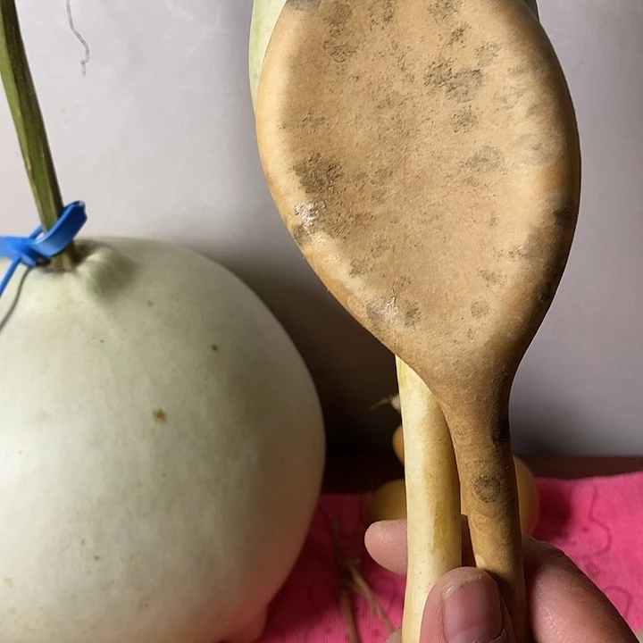 岩***青皮葫芦手把件葫芦