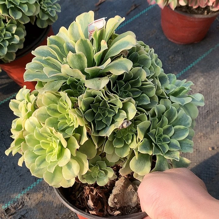 728绿豆沙多肉植物